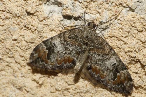 Dysstroma citrata